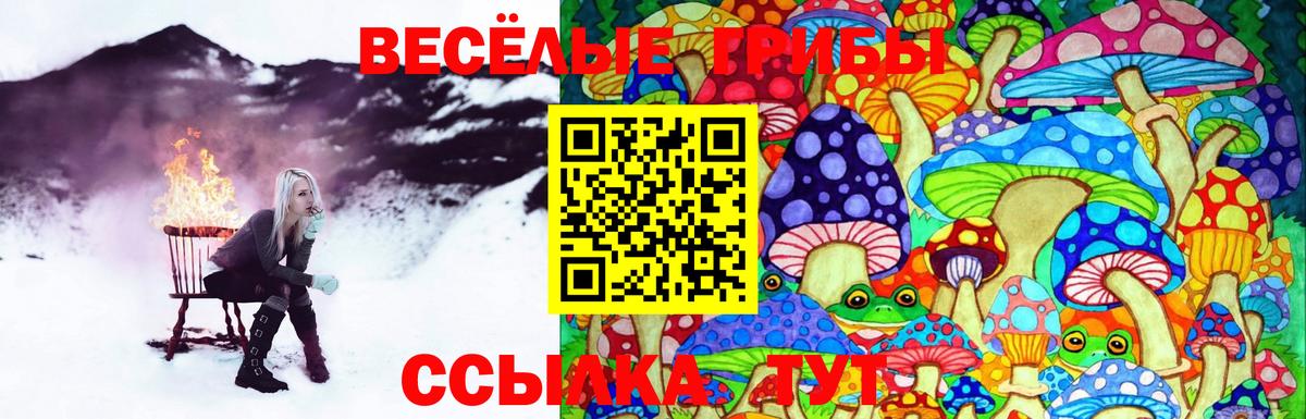 Галлюциногенные грибы Psilocybine cubensis  Вход с VPN  Санкт-Петербург 